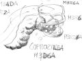 coprozinga