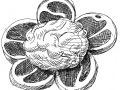 fiore di carne e cervello