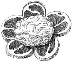 fiore di carne e cervello